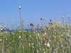Bloemen in fort Methoni